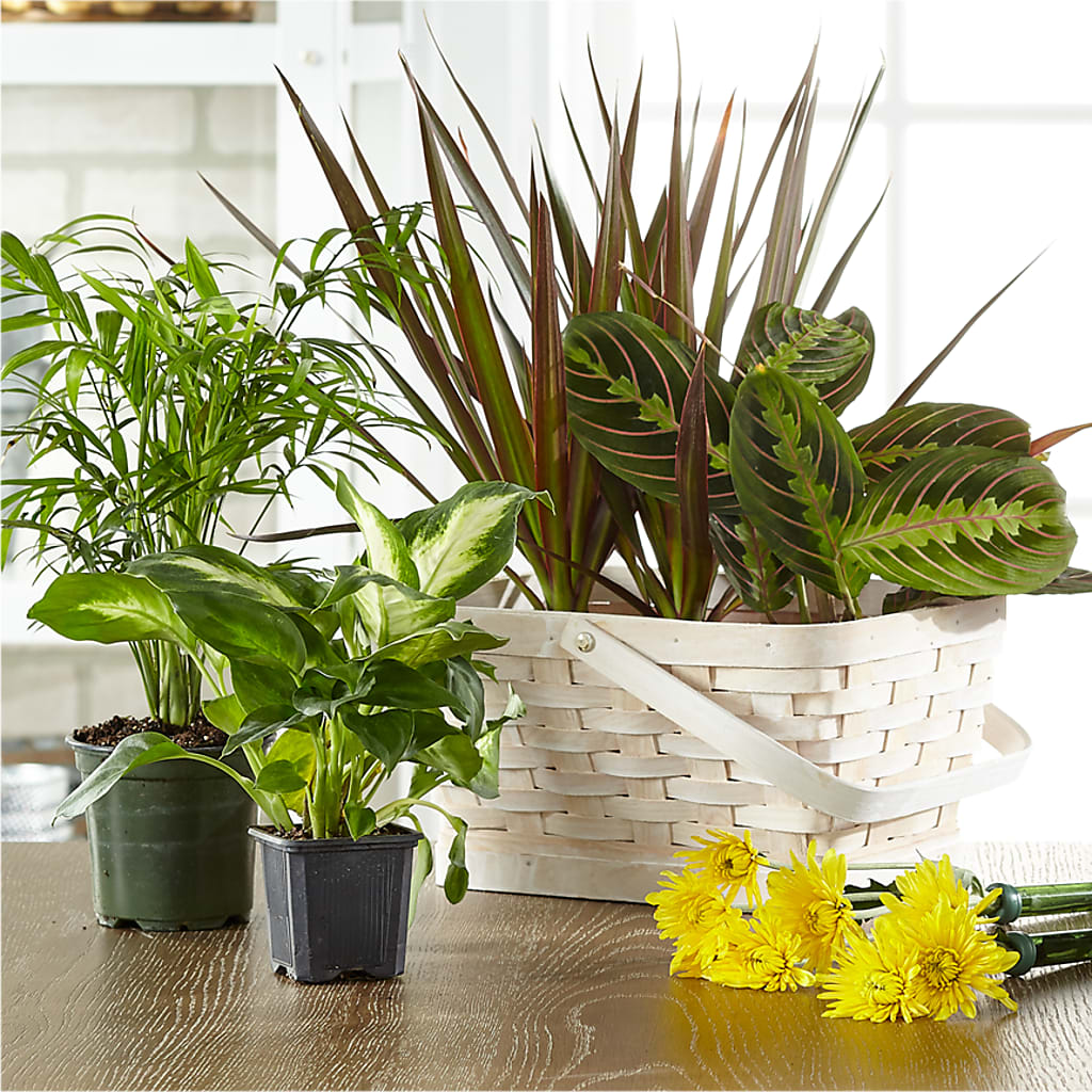 Florist Designed Blooming and Green Plants in a Basket – Blue Ridge Flowers, Blue Ridge GA