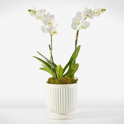 Whispering White Orchid –  Blue Ridge Flowers, Blue Ridge GA