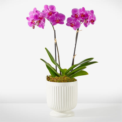 Friendly Fuchsia Orchid –  Blue Ridge Flowers, Blue Ridge GA