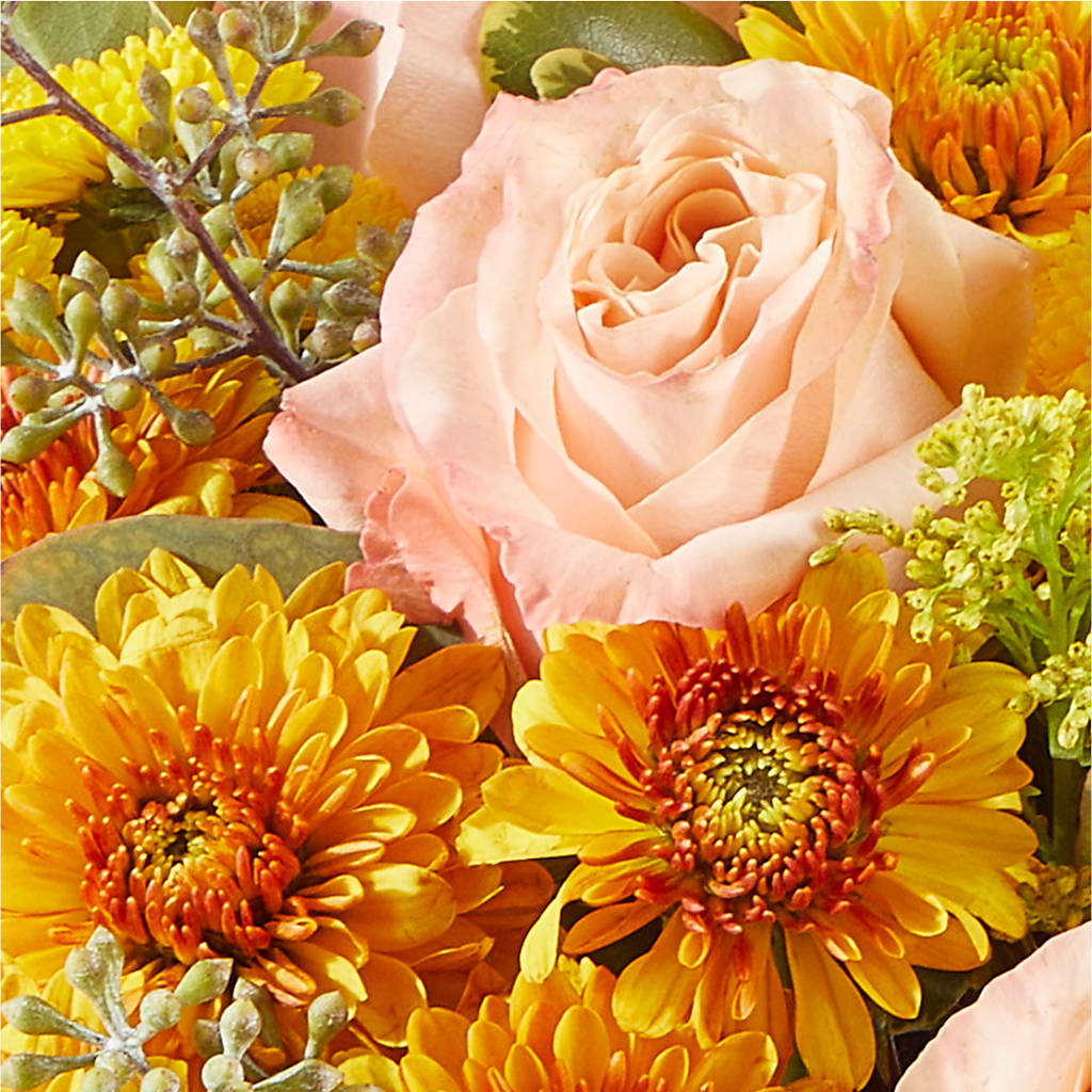 Peachy Pumpkin –  Blue Ridge Flowers, Blue Ridge GA