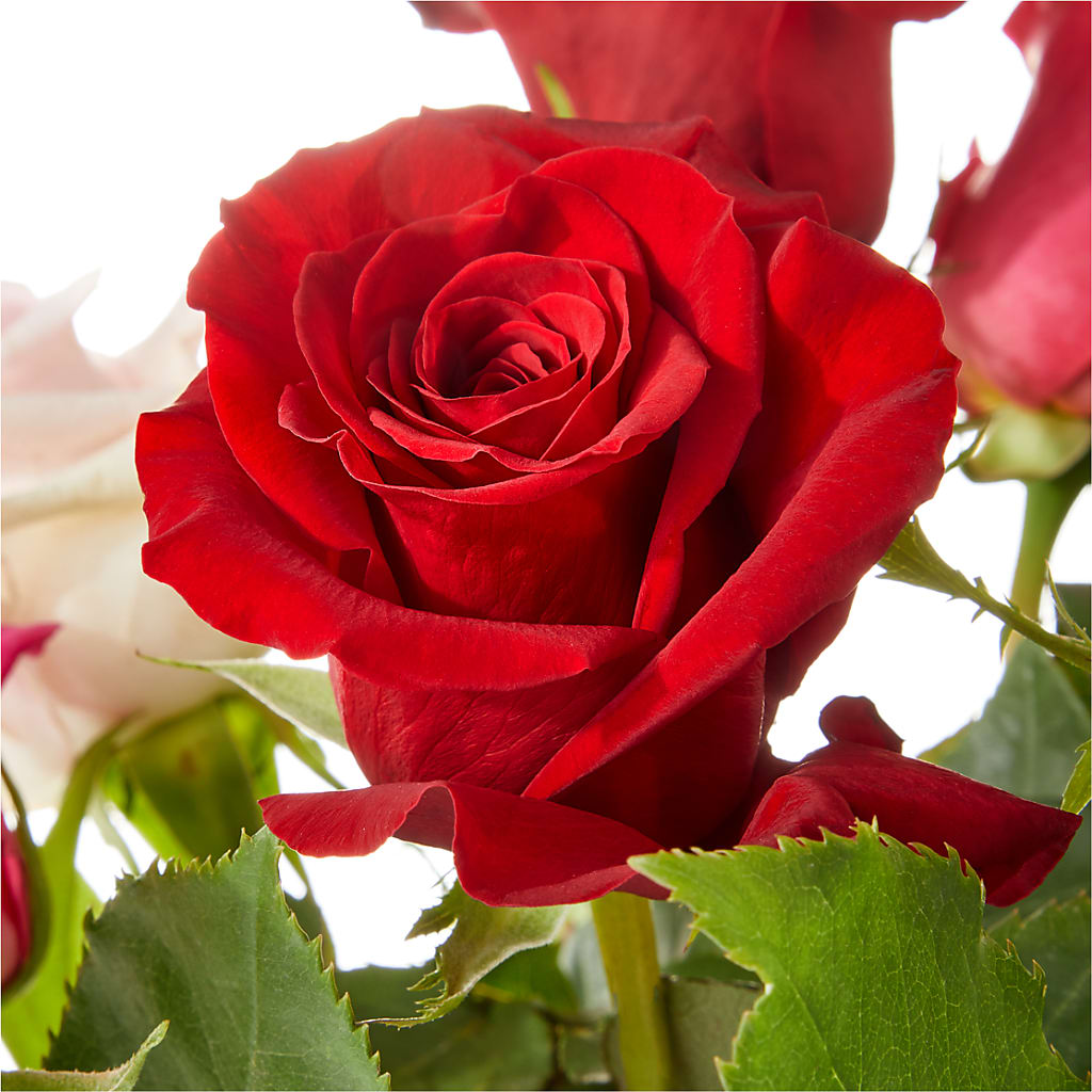 Love Notes Rose Bouquet –  Blue Ridge Flowers, Blue Ridge GA